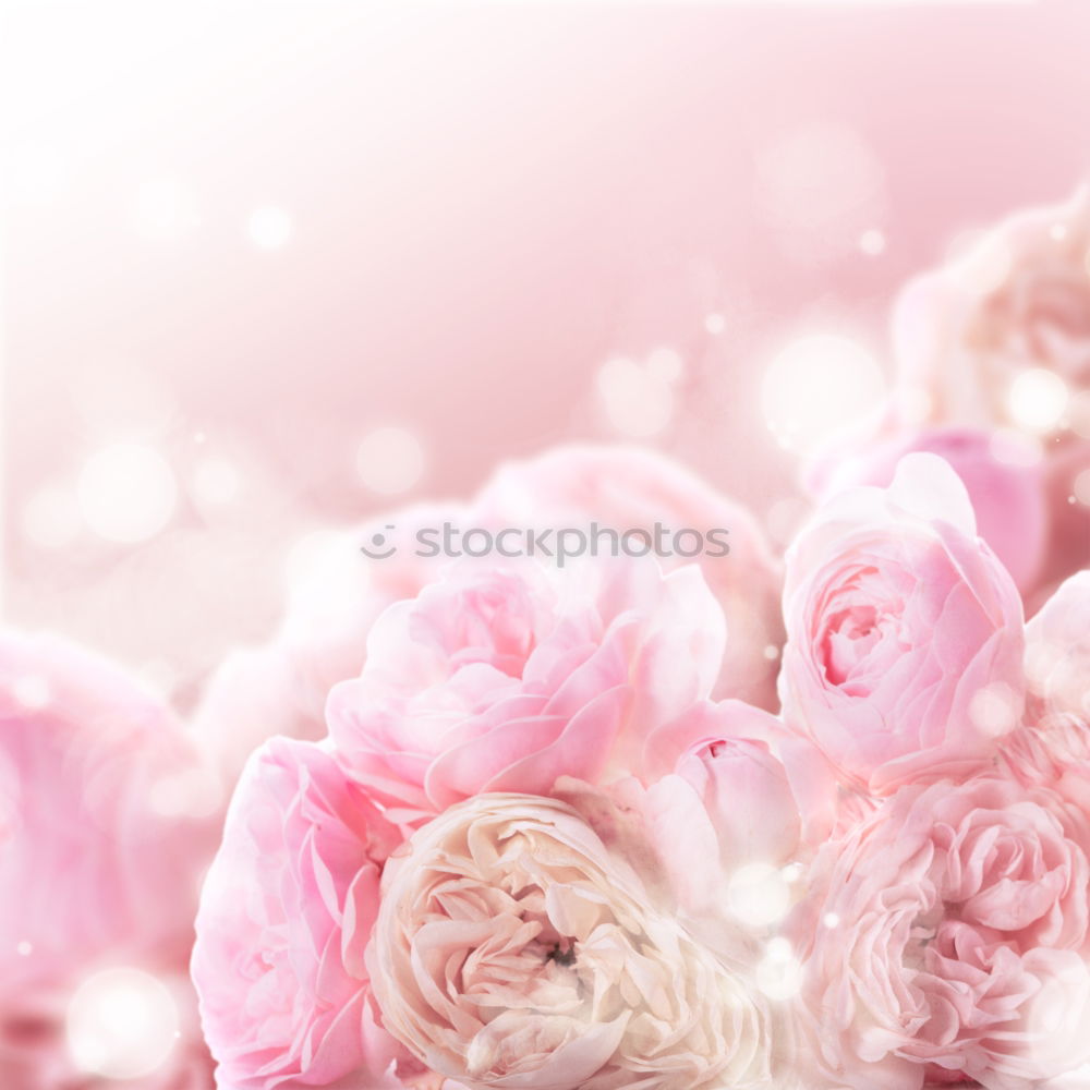 Similar – Image, Stock Photo Flowers with falling petals, Still life