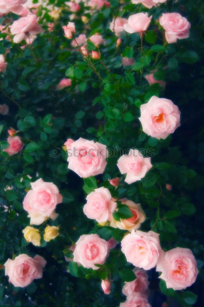 Similar – Image, Stock Photo Resignation Nature Plant