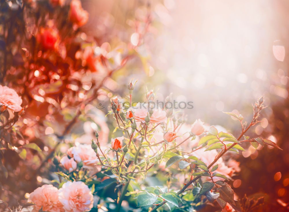 Similar – Bouquet with wild daisies