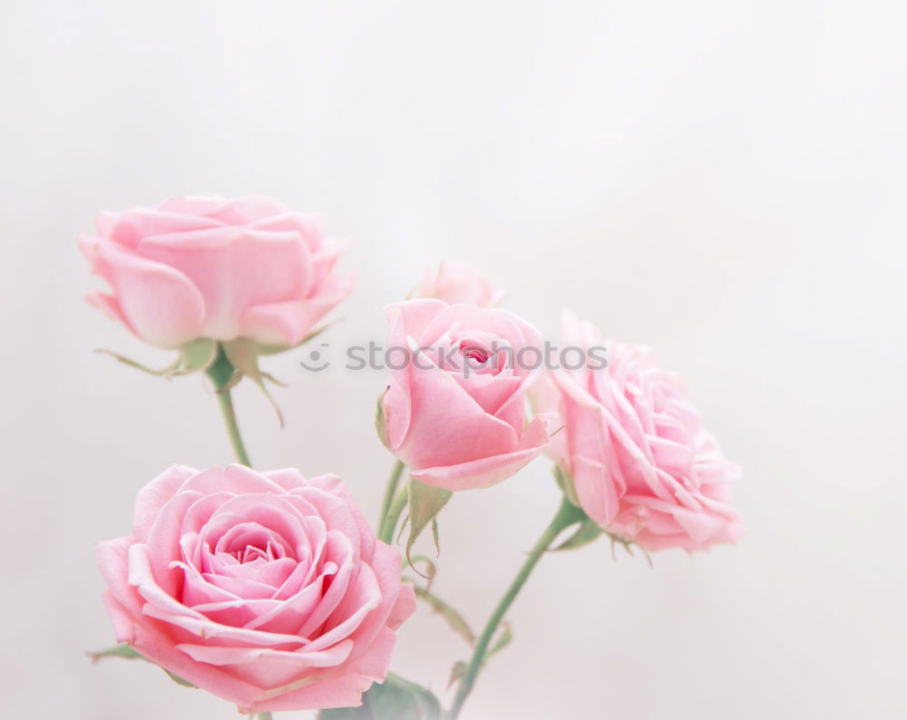 Similar – Tulip bundle with greeting card , pastel colour