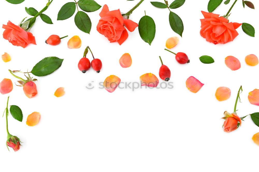 Similar – Image, Stock Photo Stumbled Plant Scratch Red