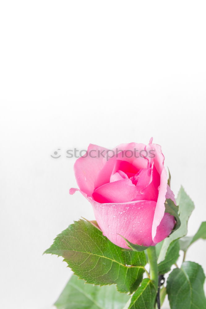 Similar – Foto Bild Trio Pflanze Blume Rose