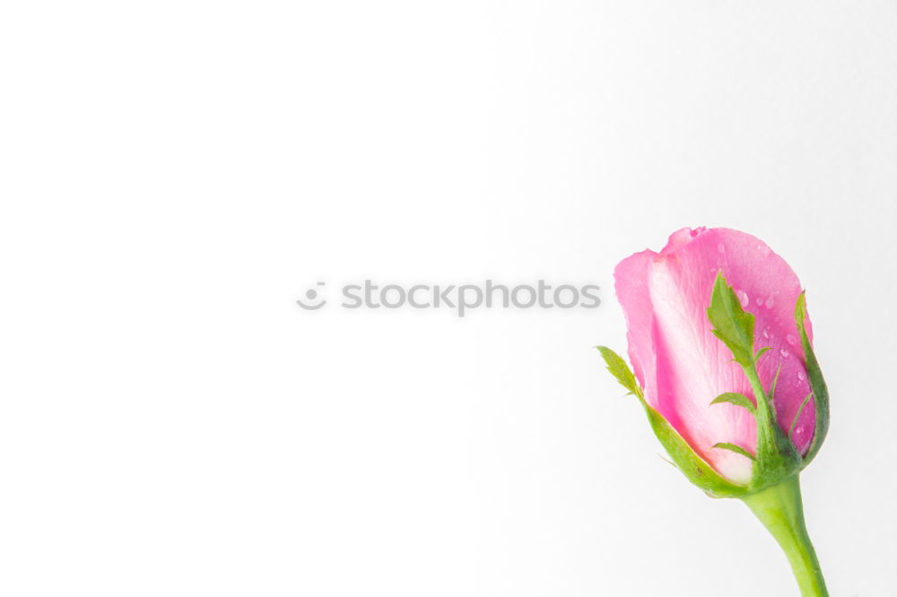 Similar – Pink flower in blue vase