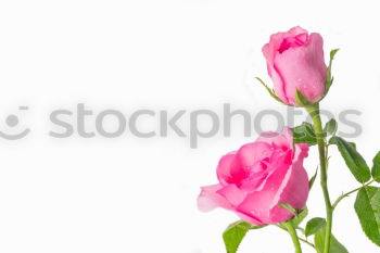 Similar – Image, Stock Photo Rose with petals on blue turquoise Shabby Chic background