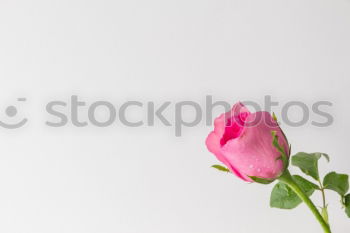 Similar – Perfume in female hands with flowers