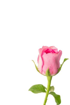 Similar – Wet Pink Tulip Flowers In Vase