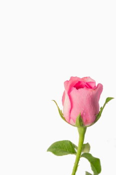 Similar – Wet Pink Tulip Flowers In Vase