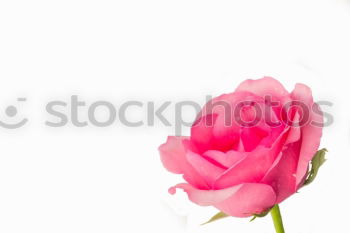 Similar – Red tulips background, top view. Festive spring flowers. Floral composing. Springtime holiday and greeting concept. Copy space for your design