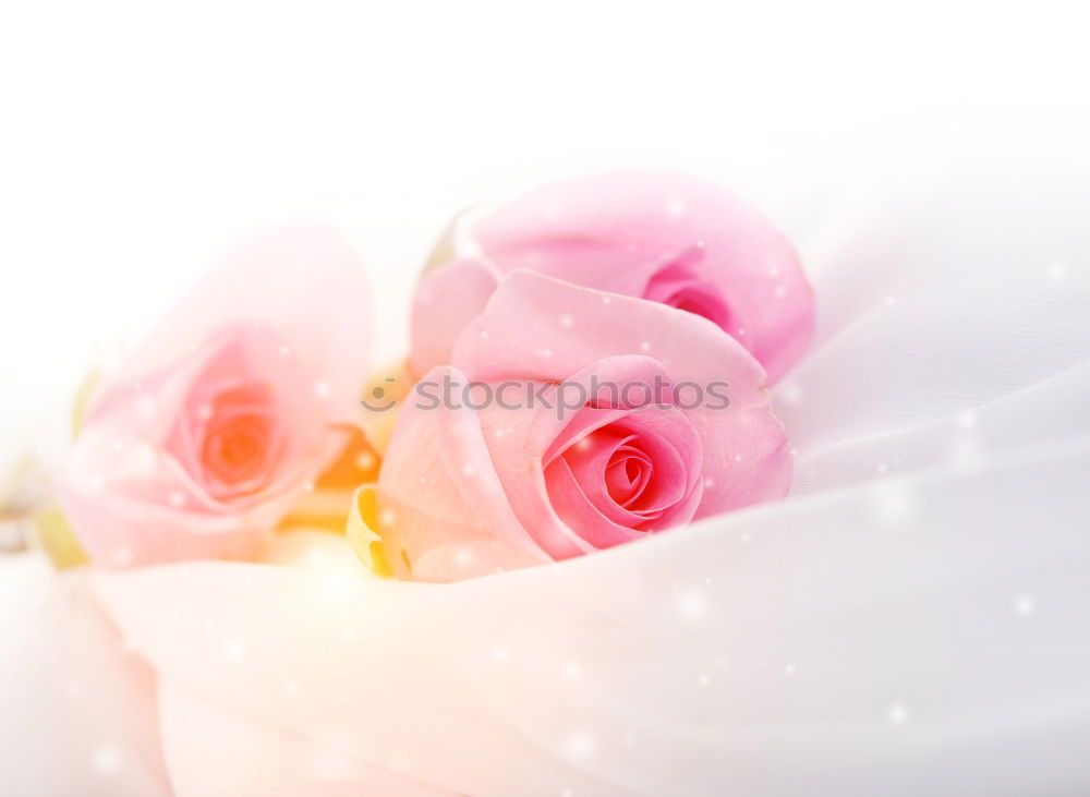 Flower background in pastel shade