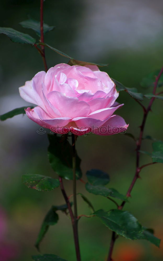 Image, Stock Photo rosy Plant Rose Blossom