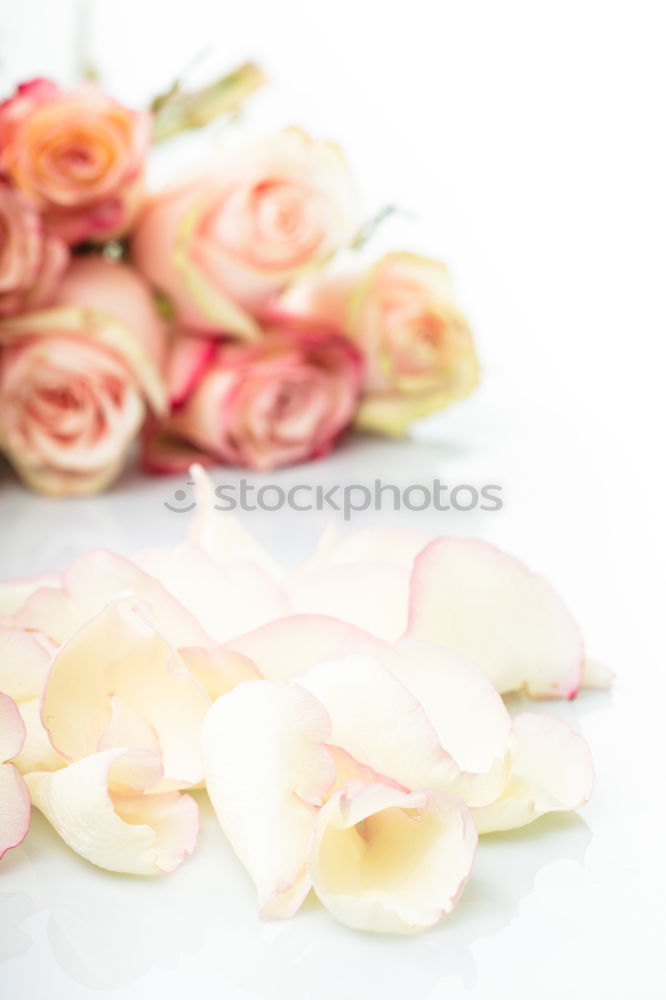 Pink and cream roses