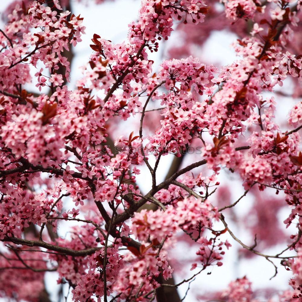 Similar – pink cherry blossom in front of white house