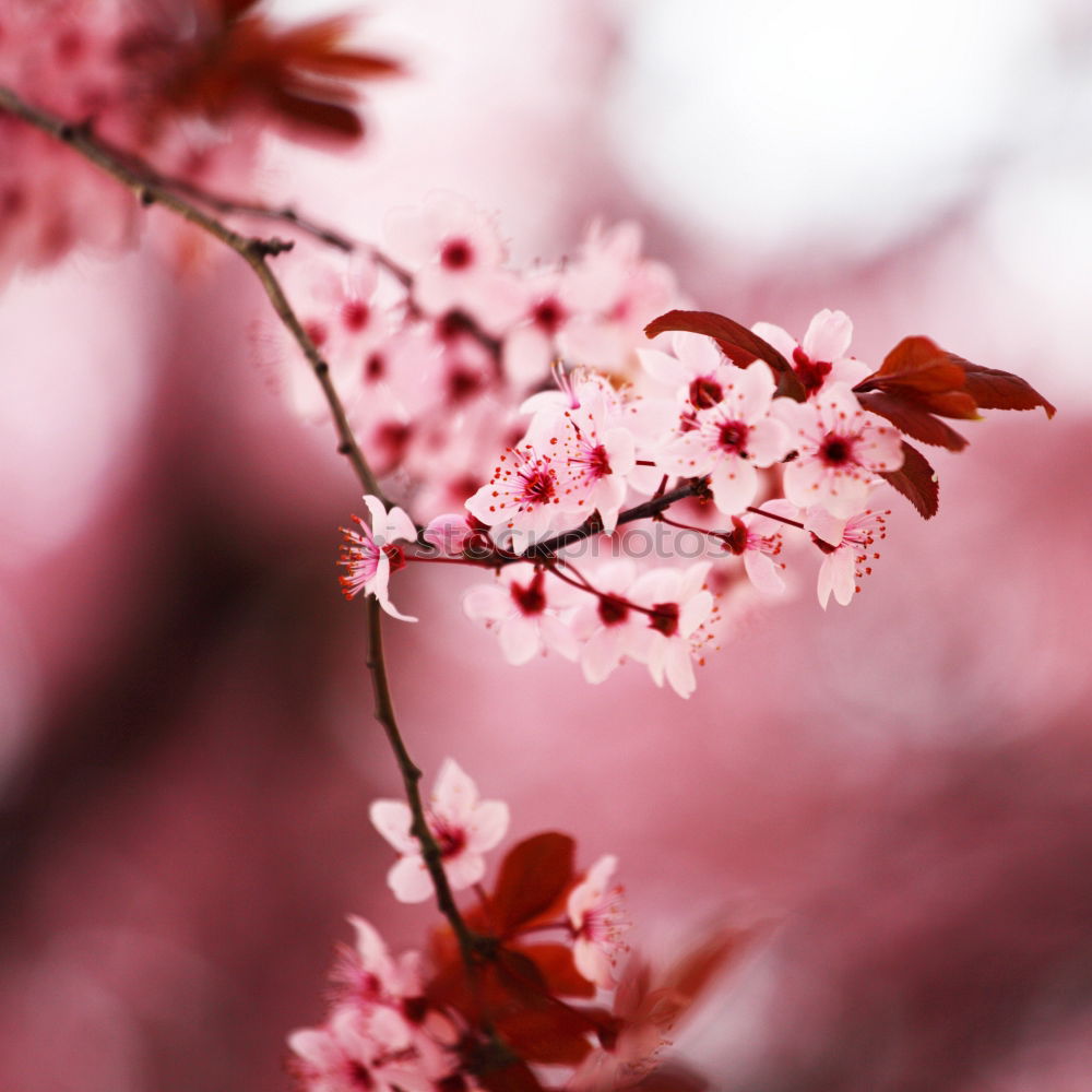 Similar – Image, Stock Photo pink flower plant in springtime