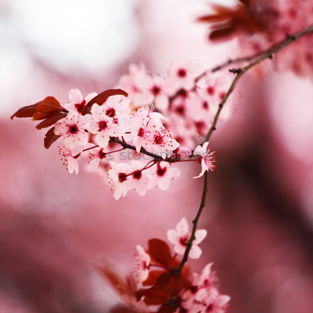 Similar – Image, Stock Photo pink flower plant in springtime