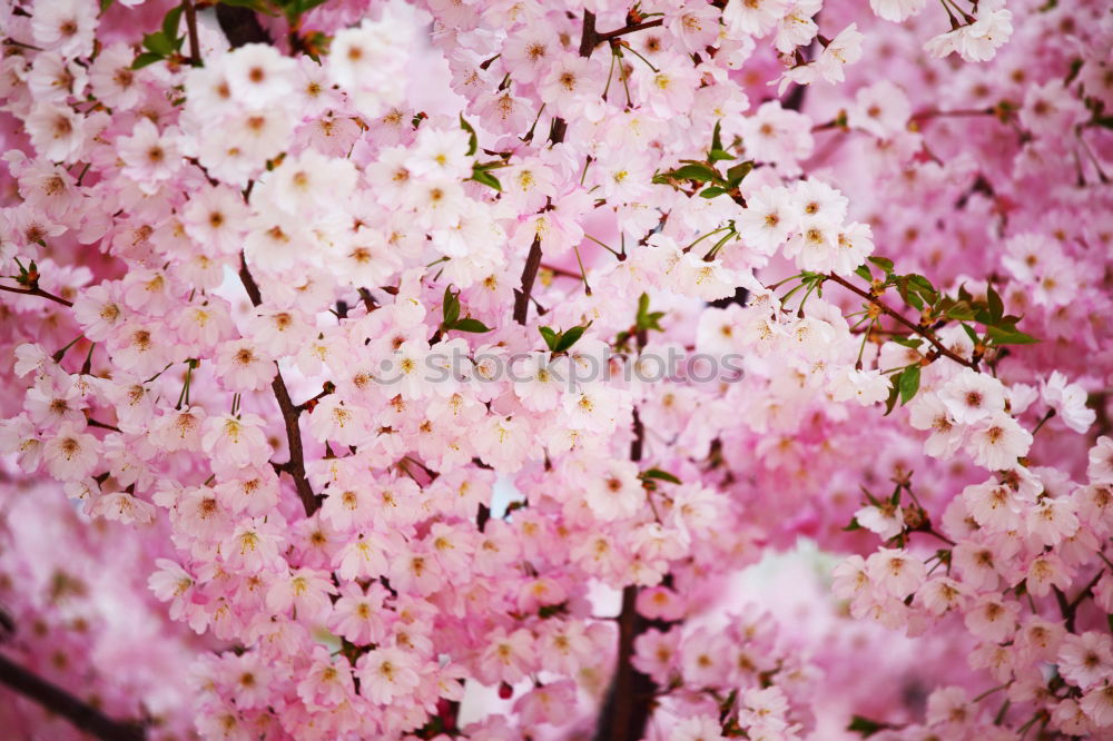 Similar – Foto Bild Es duftet nach Frühling.