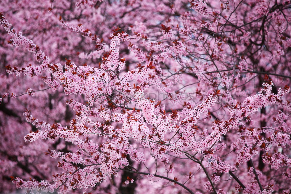 Similar – …Blossoms Umwelt Natur