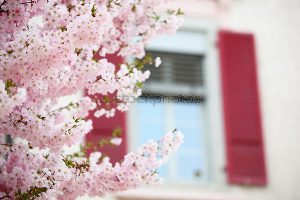 pink cherry blossom in front of white house