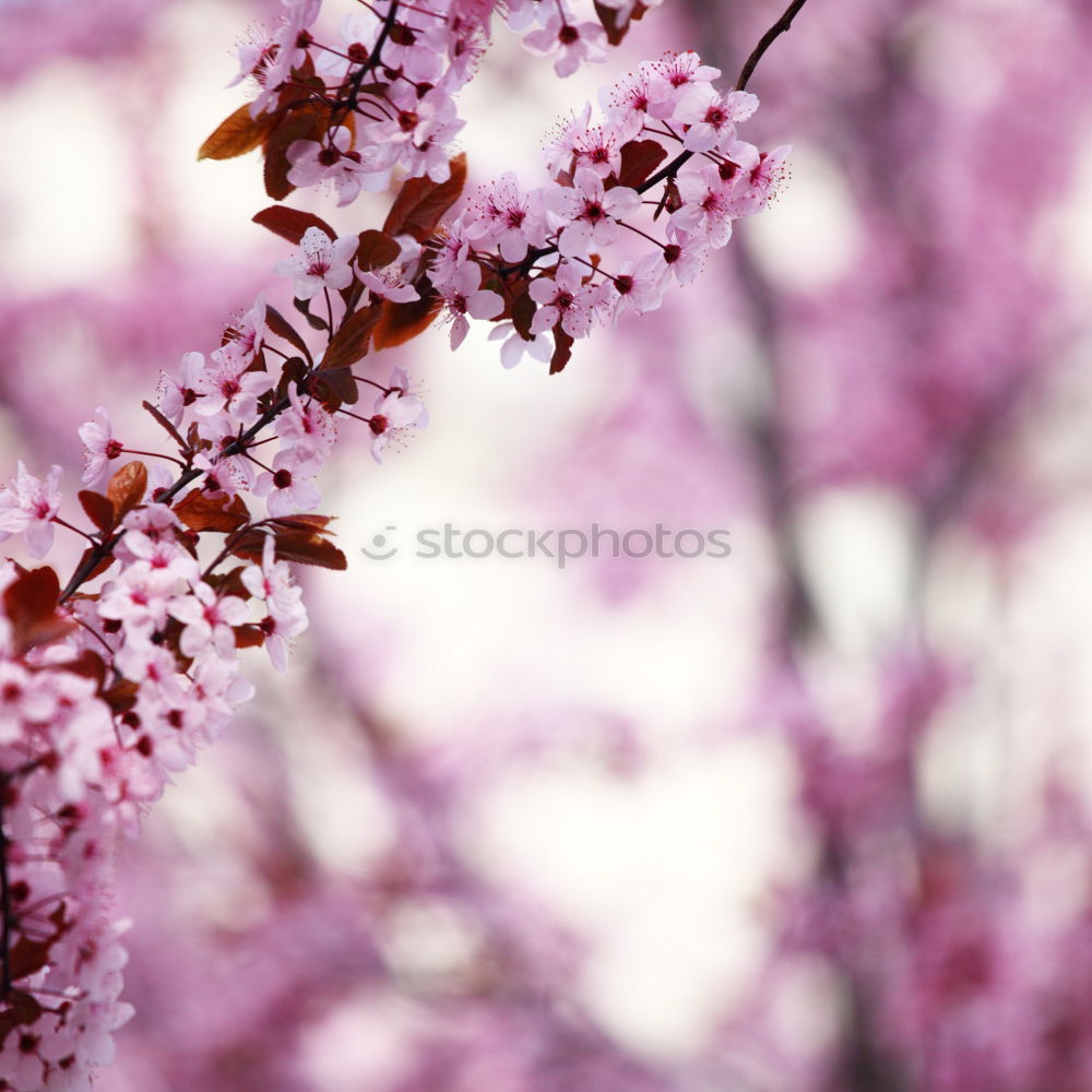 Similar – pink cherry blossom in front of white house