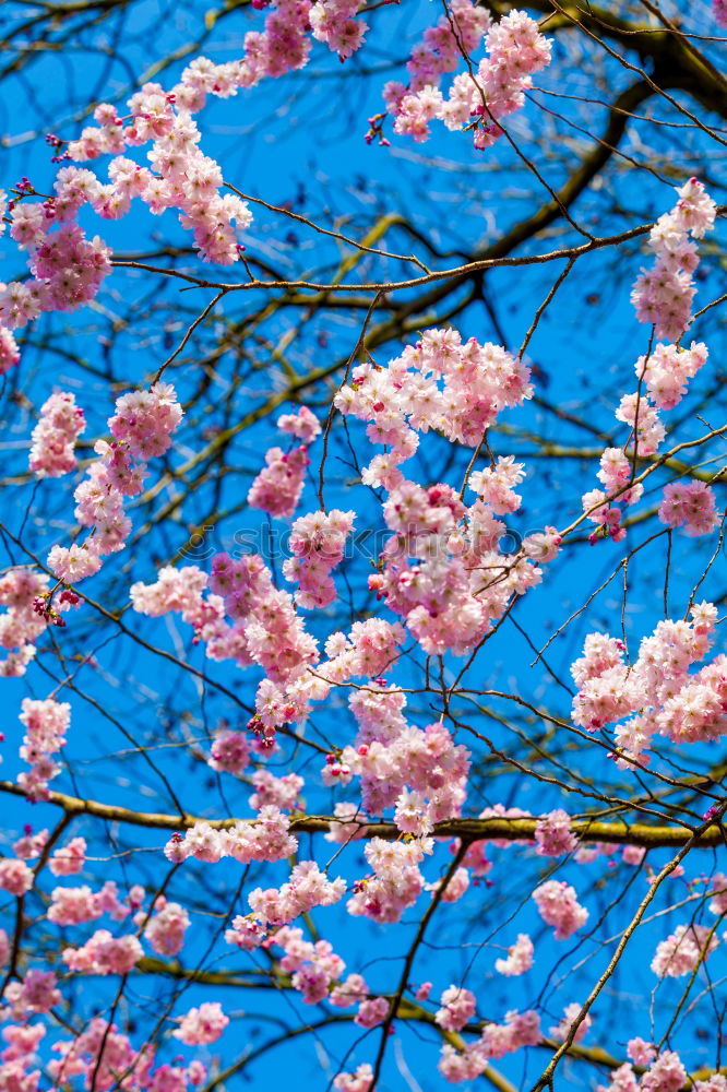 Similar – Foto Bild Mädchenfoto Frühling Blüte