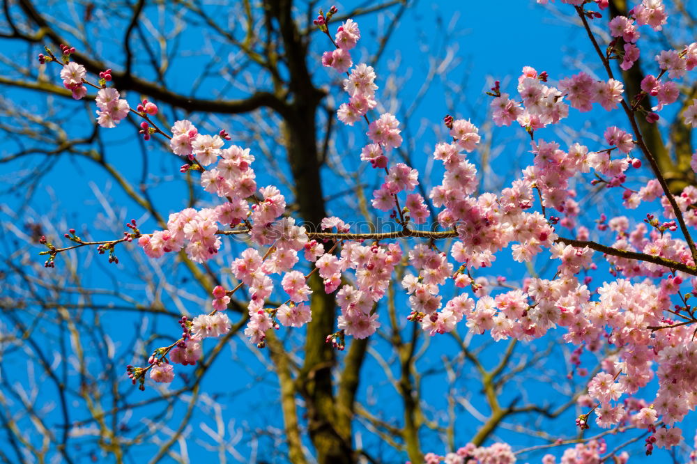 Similar – Foto Bild frühlingsgefühle…