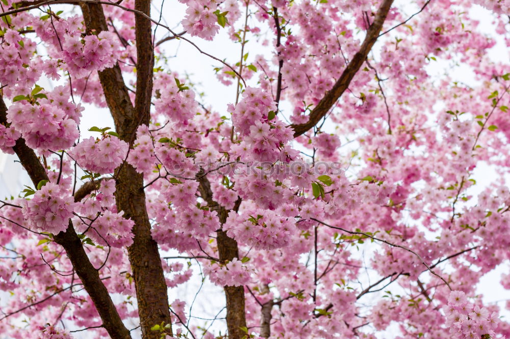 Similar – sakura Nature Plant Sky