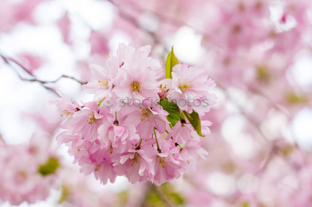 Similar – Image, Stock Photo Blossom of a cherry tree.