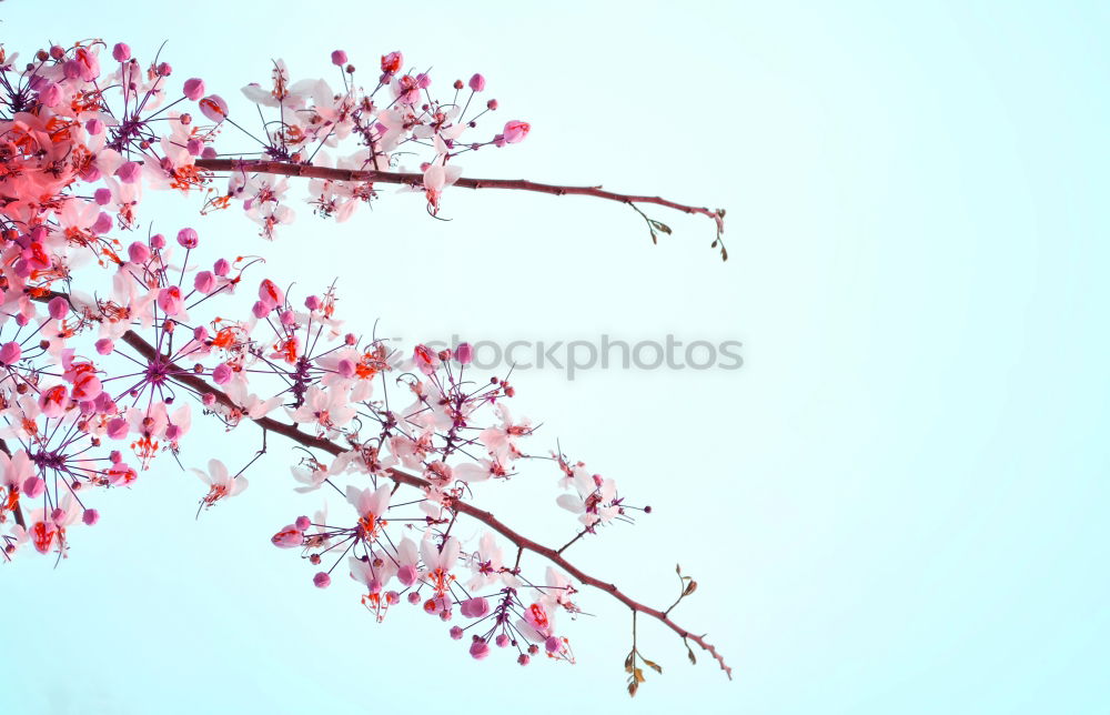 Similar – Image, Stock Photo cherry blossoms Nature