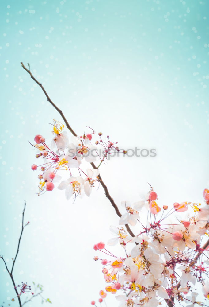 Similar – Image, Stock Photo Small white veil herb flowers on light blue