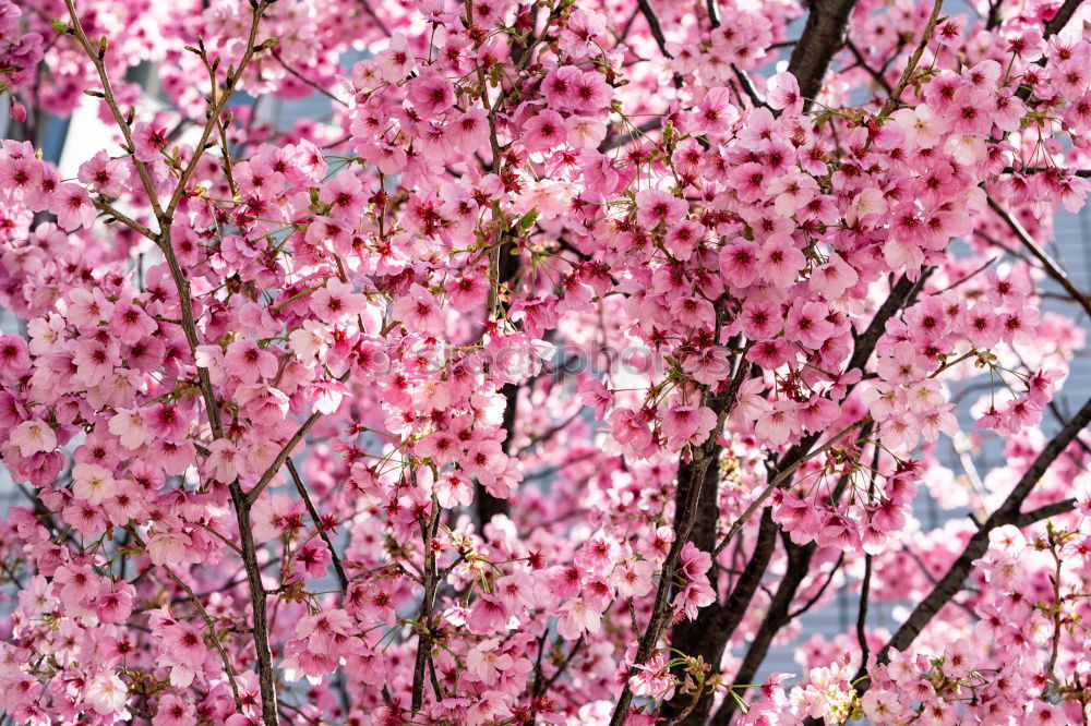 Similar – sakura Nature Plant Sky