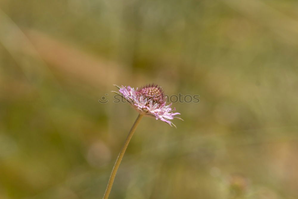 Similar – Foto Bild 1950 Umwelt Natur Pflanze