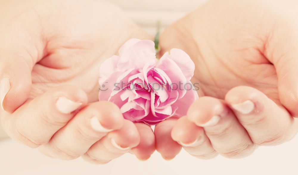 Similar – Baby hand with daisy