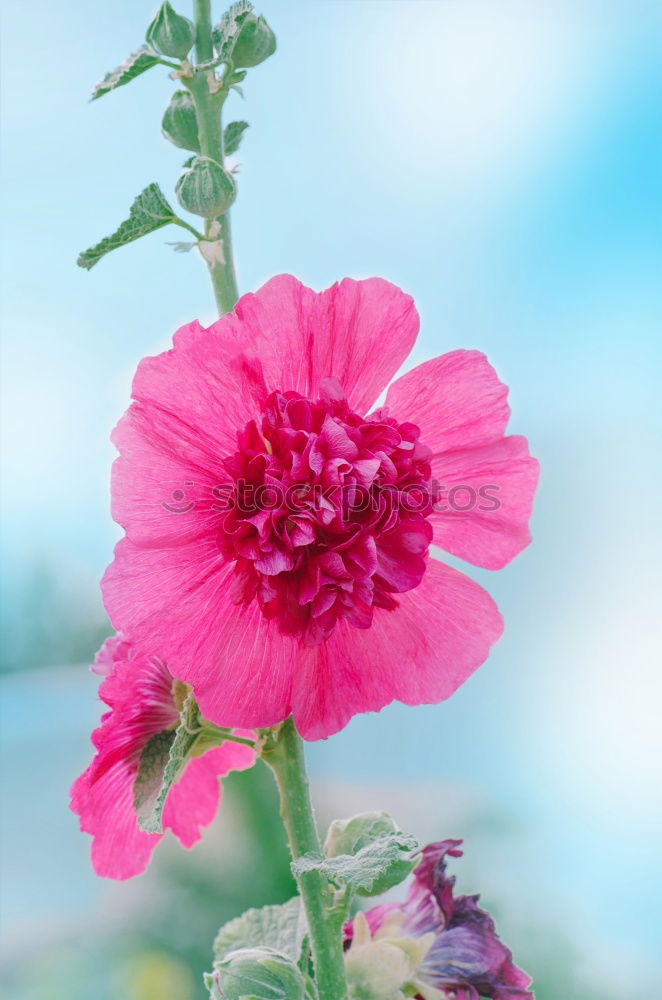 Similar – Cosmea Schmuckkörbchen