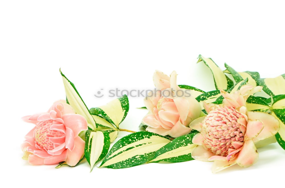 Similar – Beautiful gardenflowers on light green background