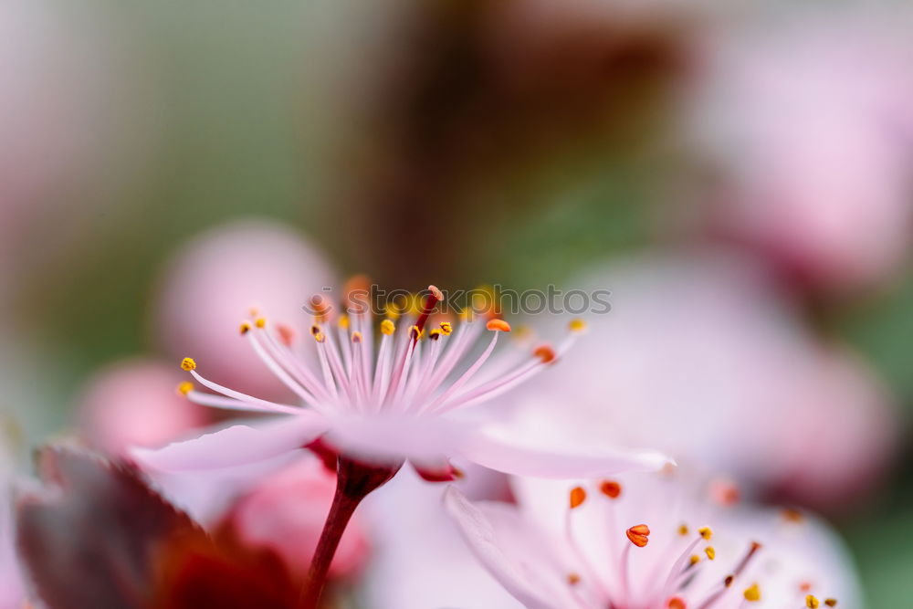 Similar – flower panorama Blossom