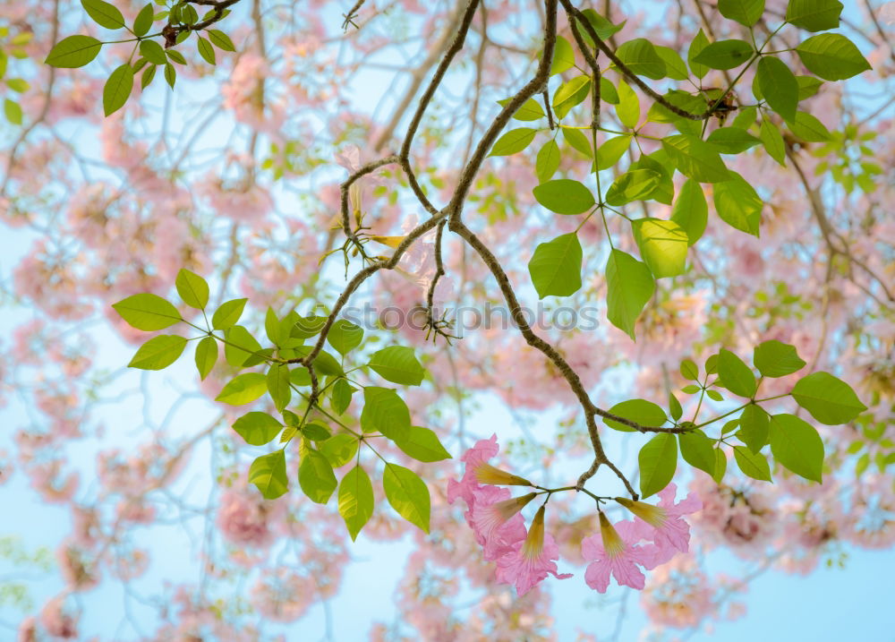 Similar – colourful Nature Plant Sky