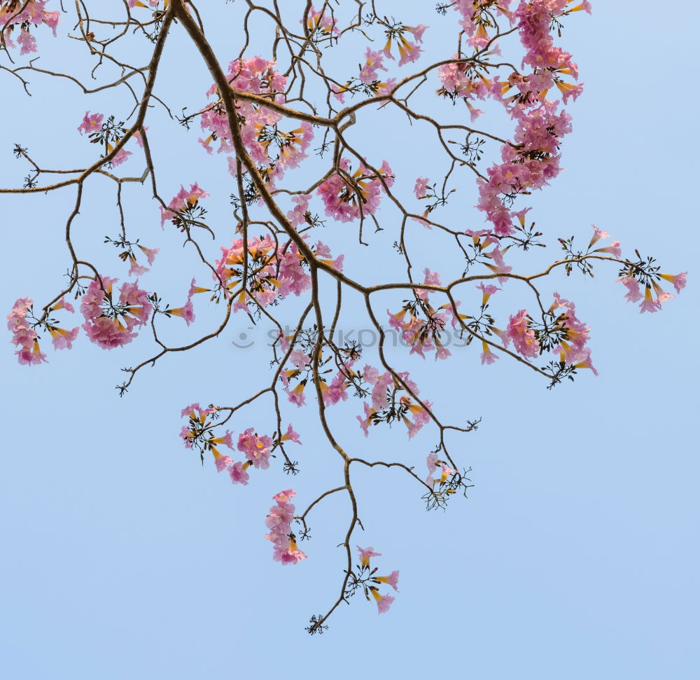 Similar – Image, Stock Photo japanese jump Blossom Tree