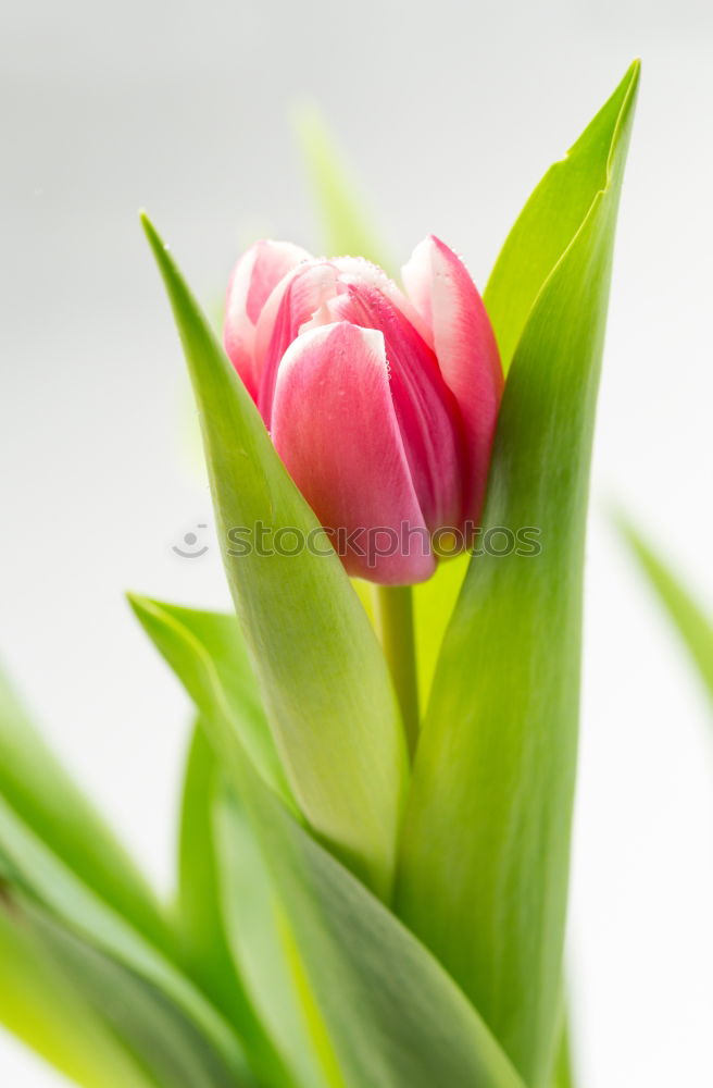 Similar – tulips Nature Spring