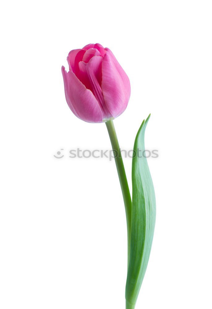 Image, Stock Photo Four oh oh Plant Flower