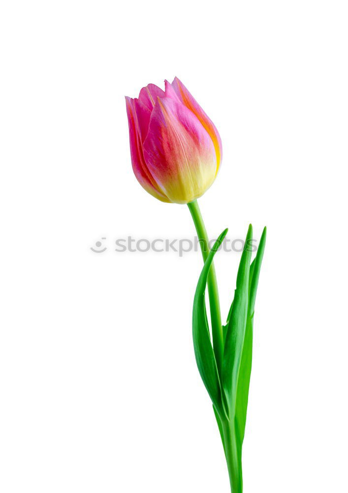 tulip Garden Decoration