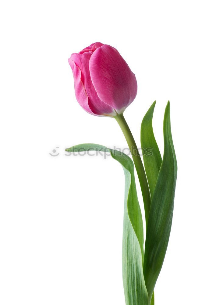 Similar – Image, Stock Photo Spring to go Flower Tulip