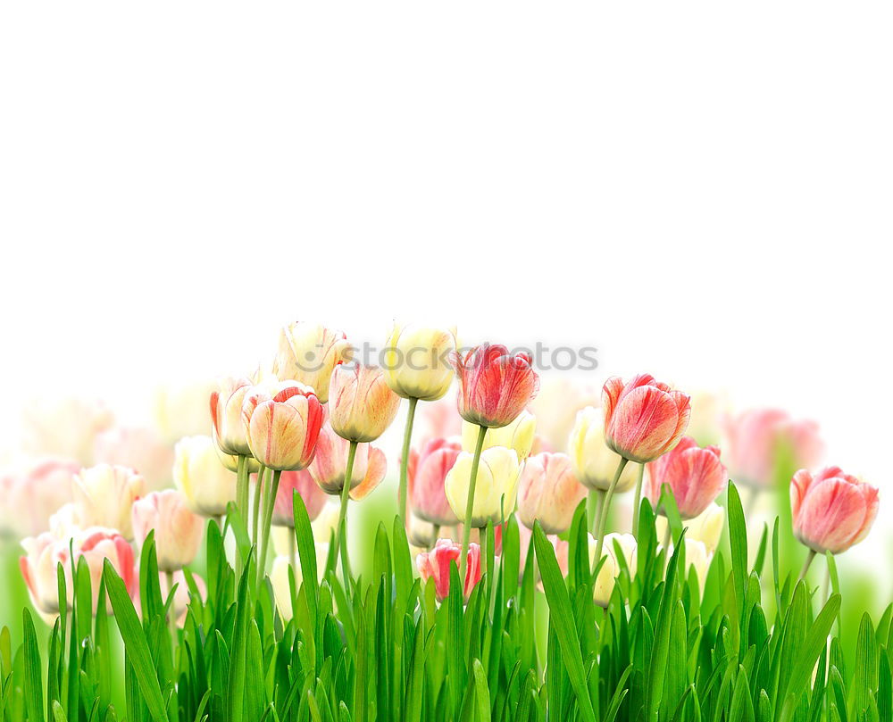 Similar – Image, Stock Photo top of page Tulip