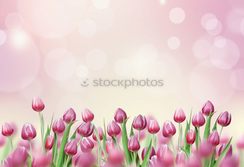 Similar – Two tulips on pink