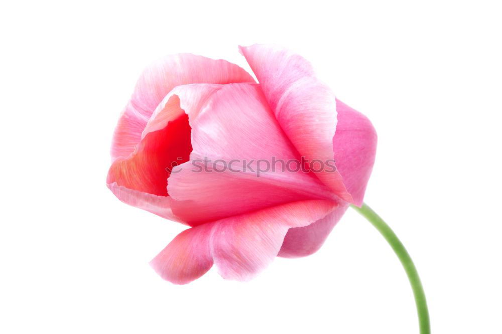 Similar – Image, Stock Photo blush Tulip Blossom Flower