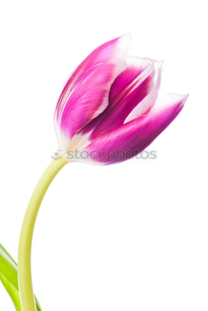 Image, Stock Photo tulipa Senses Mother’s Day