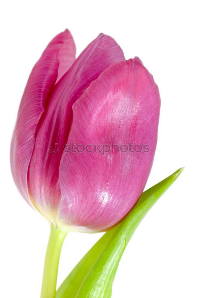 Similar – TuliPane Tulip Flower Red