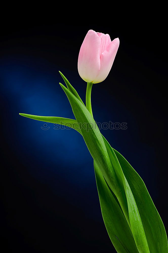 Similar – Tulip and the rain Nature