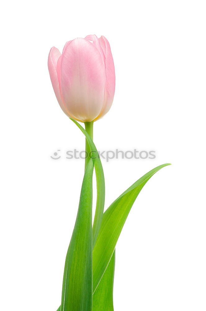 Similar – Image, Stock Photo blush Tulip Blossom Flower