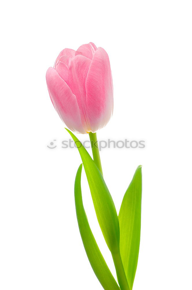 Similar – tulip Garden Decoration