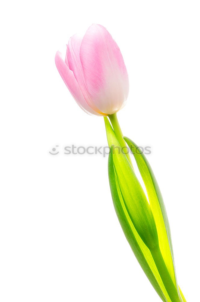 Similar – Image, Stock Photo tulipa Senses Mother’s Day