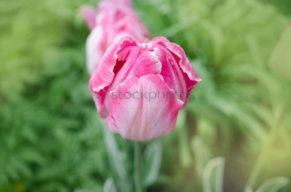 Similar – Flowering red poppy in the garden